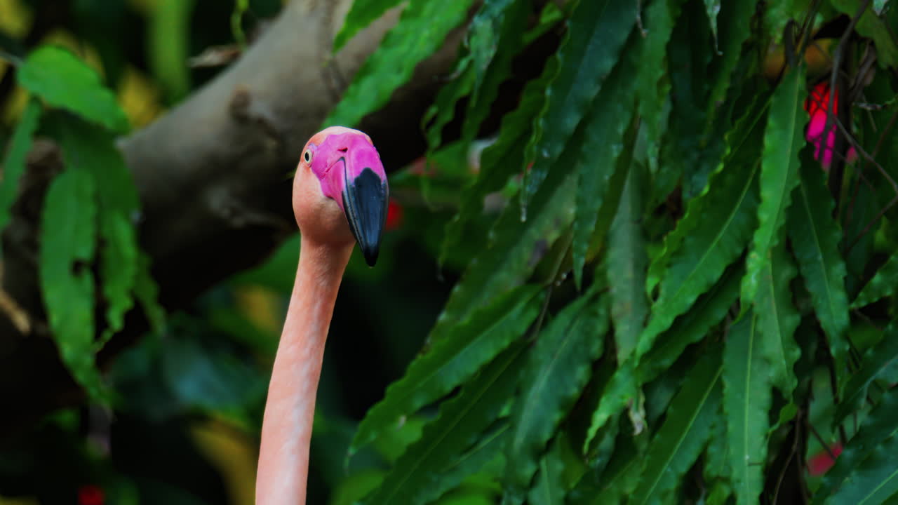 Close up of beautiful, pink flamingo standing in water at a zoo