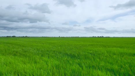 low aerial flying over beautiful rice field on cloudy day