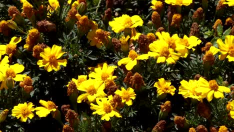 bright yellow flowers in a garden