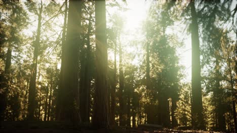 hyperlapse in sequoia forest from sunrise