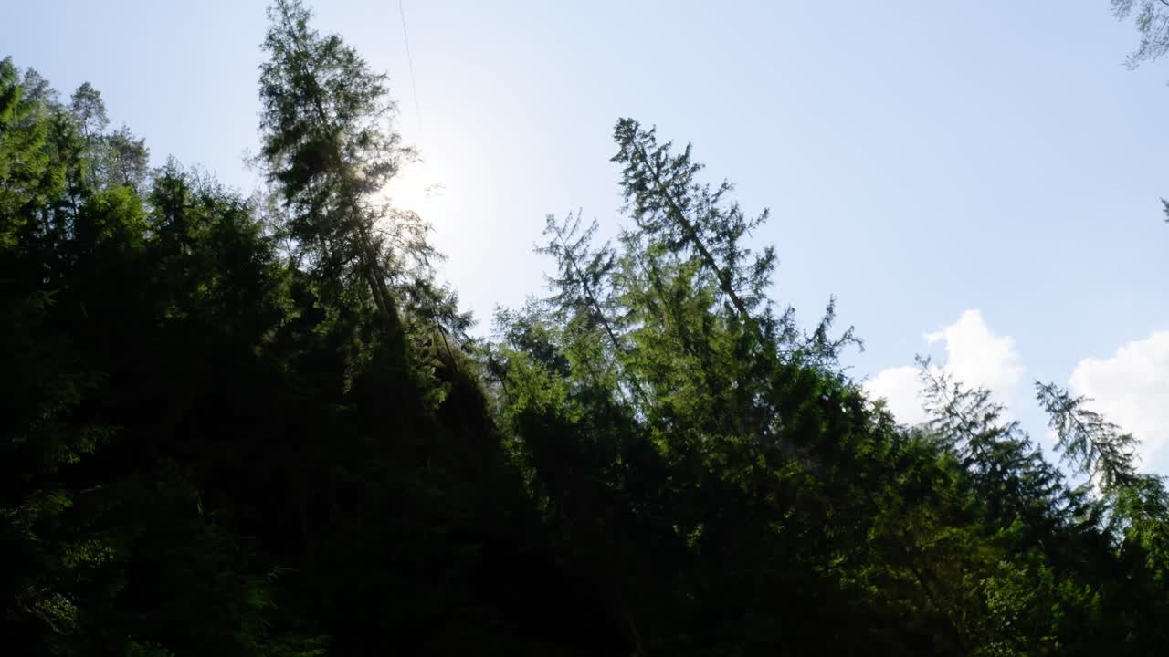 숲의 가노피와 빛