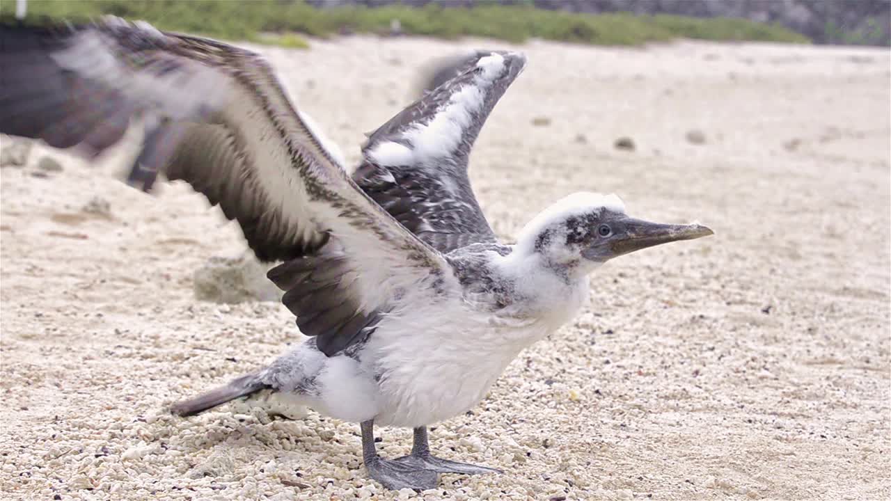 나스카 부비 술라 그란티 닥틸라트라 병아리가 갈라파고스 국립공원과 해양보호구역 에콰도르의 제노베사 섬을 날고 있습니다.