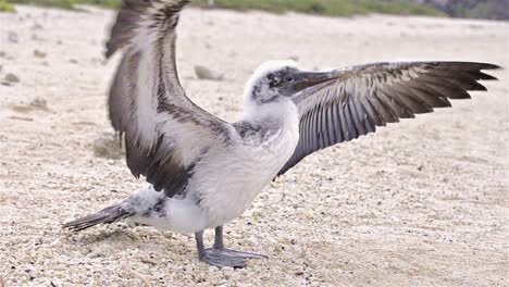 Nazca-Tölpel-Sula-Granti-Dactylatra-Küken,-Das-Versucht,-Auf-Der-Insel-Genovesa-Im-Galapagos-Nationalpark-Und-Im-Meeresschutzgebiet-Ecuador-Zu-Fliegen