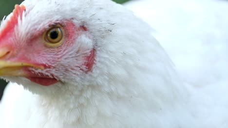 a group of white chickens with white feathers and a red beak poultry farm a group of white chickens with white feathers and a red beak