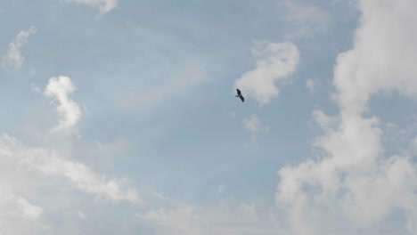 Bird-soars-high-in-blue-sky-with-fluffy-white-clouds,-inspirational-background