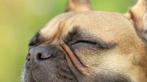 Close-up-of-French-Bulldog-Dog-Face-Breathing-With-Tongue-Out,-Sitting-Outside-With-Closed-Eyes-on-a-Bright-Summer-Day-in-a-Park