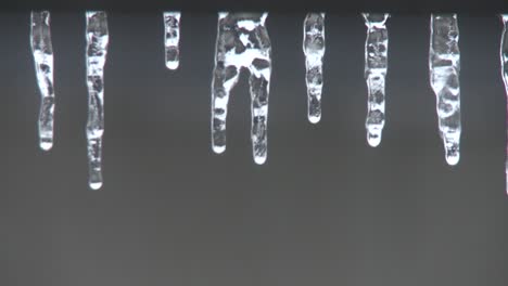 close up of melting dripping icicles