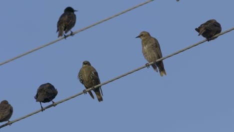 Estorninos-Comunes-Sentados-En-Los-Cables-A-Cámara-Lenta