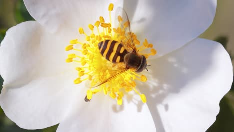 Sírfidos,-Moscas-De-Las-Flores-O-Moscas-Sírfidos,-Insectos-De-La-Familia-Syrphidae.-Se-Disfrazan-De-Insectos-Peligrosos,-Avispas-Y-Abejas.-Los-Adultos-De-Muchas-Especies-Se-Alimentan-Principalmente-Del-Néctar-Y-El-Polen-De-Las-Flores.