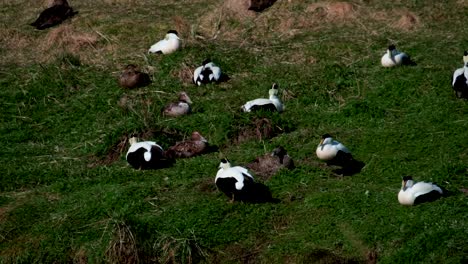 Colonia-De-Patos-Eider-En-Su-Nido-Cerca-Del-Mar-En-El-Oeste-De-Islandia