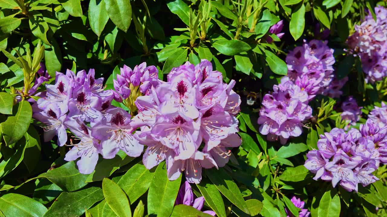 Macro slow motion of bumblebee flying between pink rhododendron flowers on a garden shrub - France