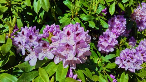 macro slow motion of bumblebee flying between pink rhododendron flowers on a garden shrub - france