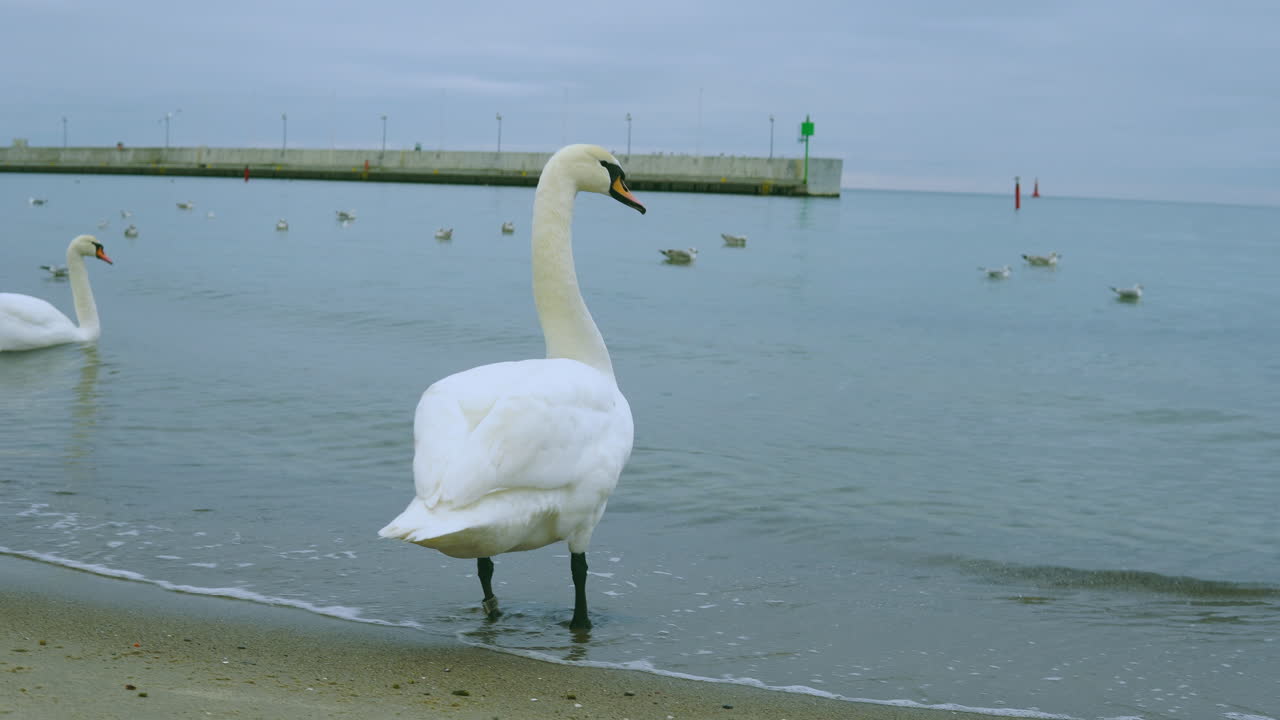 The swan stands on the seafront and touches with its beak in the rea