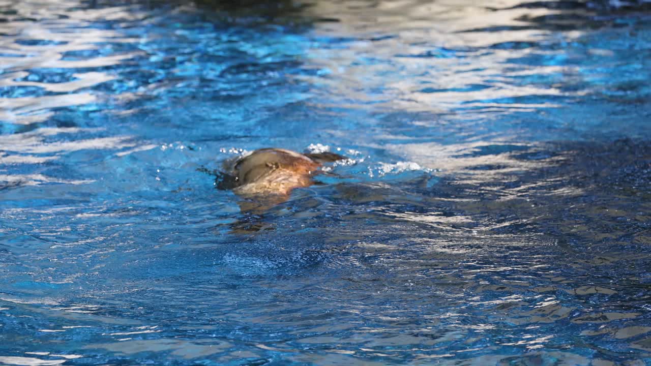Seal swimming and surfacing in a zoo pool