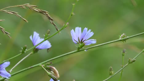 a chicory plant blowing in the summer breeze in a field