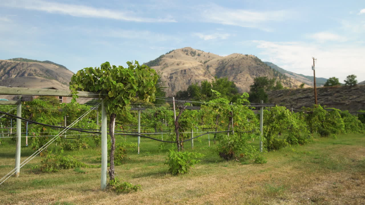 foto panorámica de un hermoso viñedo con montañas al fondo