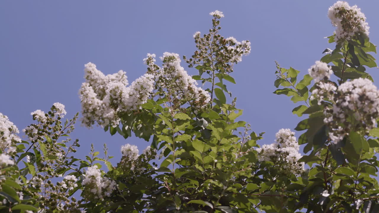 árbol de chokecherry blanco con abeja de miel volando alrededor
