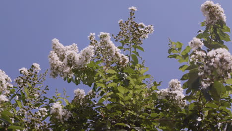 White Chokecherry Tree with honey bee flying around