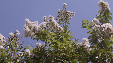 white chokecherry tree with honey bee flying around