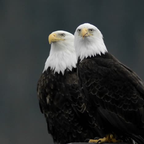 A-pair-of-bald-eagles-calling-while-perched-on-a-dock-piling-in-Juneau-Harbor-Alaska