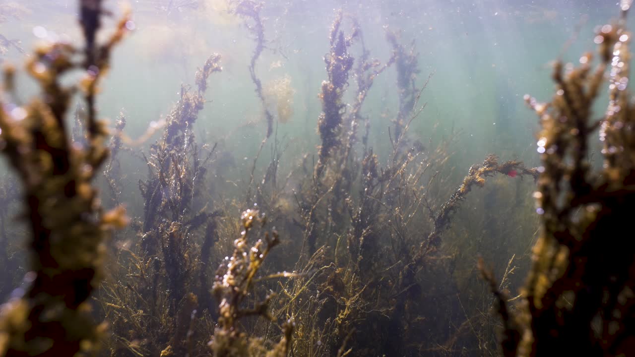 Underwater Plants