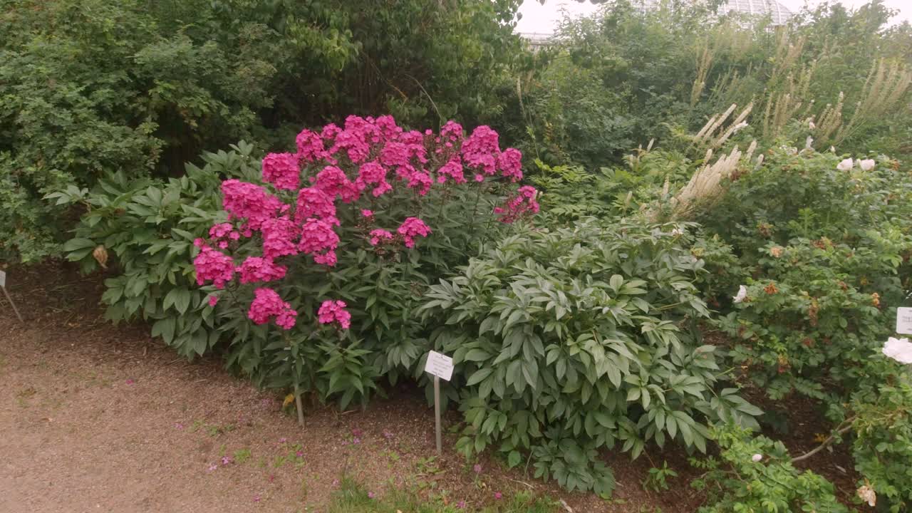 Pink Flowers in Full Bloom at Helsinki Nature Park, Finland.