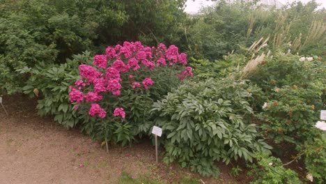 pink flowers in full bloom at helsinki nature park, finland.