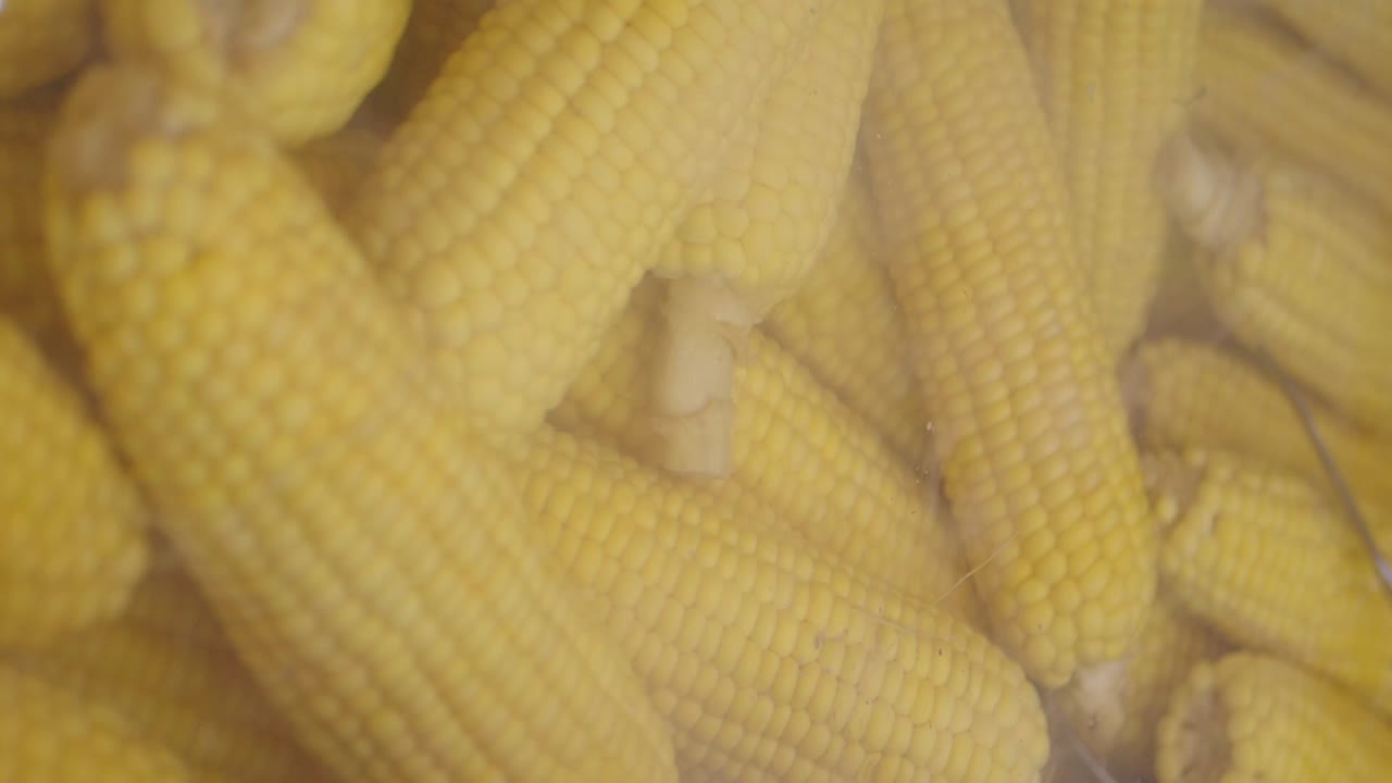 Fresh Corn Cob Pile