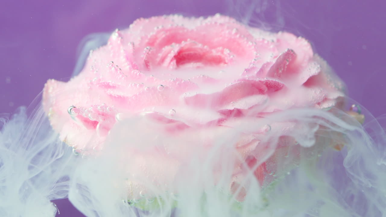 Pink Ranunculus Flower in Water with Bubbles and Smoke