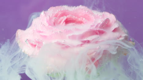 pink ranunculus flower in water with bubbles and smoke