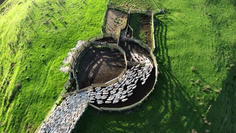 Aerial-view-of-sheep-herd-entering-sheep-yard