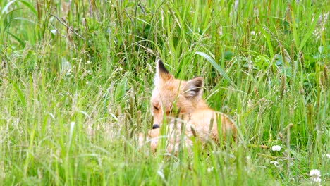 red fox kits (ezo red fox)