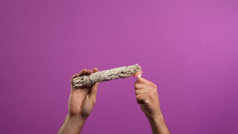 Lighting-White-Sage-with-pink-backdrop