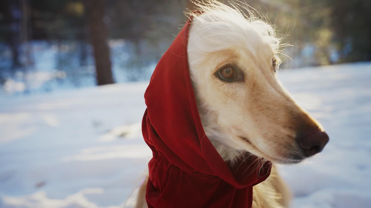 Afghan Hound in a Red Hood in Winter Snow