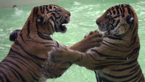 two tigers play and spar together in a swimming pool. filmed in slow motion.