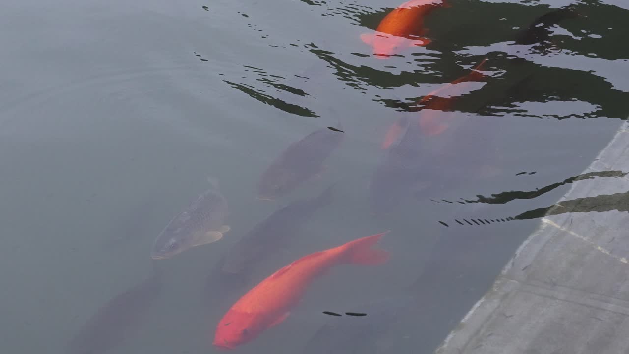 다채로운 코이 물고기가 조용한 물 속에서 미끄러져