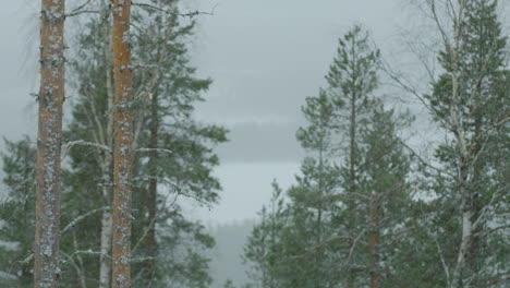 a snowy morning on the mountain