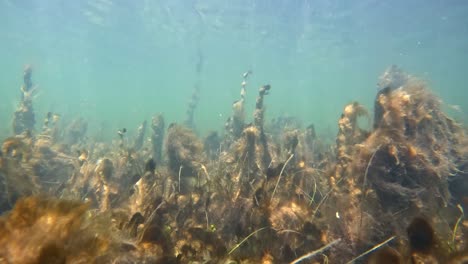 sick seagrass bed choked by toxic lyngbya cyanobacteria bloom, a symptom of eutrophication, indian river lagoon