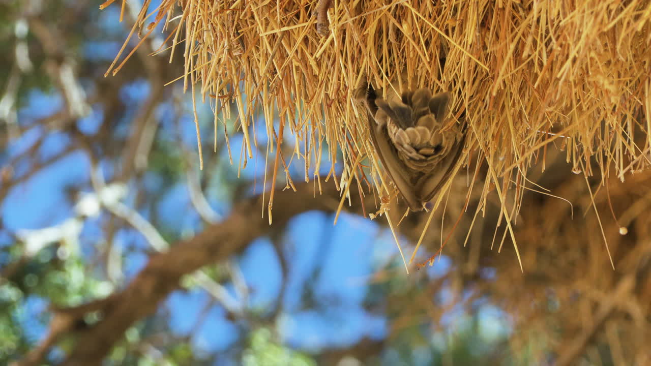 Sociable weaver building communal nest. The bird hangs upside down from the mesh of dry grass and then drops down with its wings spread. Blue sky and some twigs in background. Shot in slow motion.