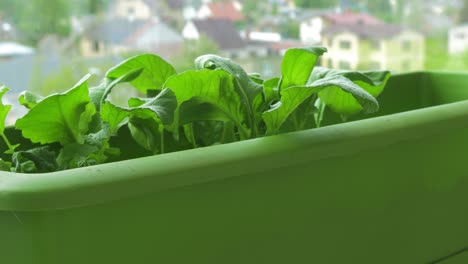 Fresh-homegrown-radish-in-window-sill-box-garden,-close-up-dolly-shot