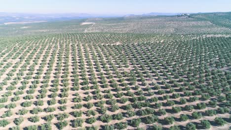 Olive-trees-orchard-on-sunny-day