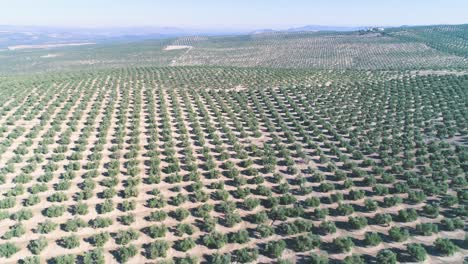 olivo huerto en un día soleado