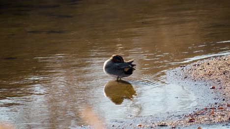 eurasian teal preening feathers in a lake in the morning light