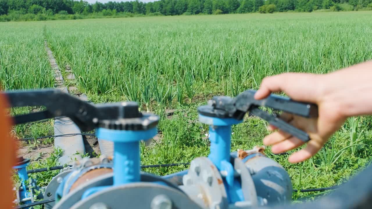 드립 관개 시스템: 젊은 당근 에서 사용되는 물을 절약하는 드립 관료 시스템.