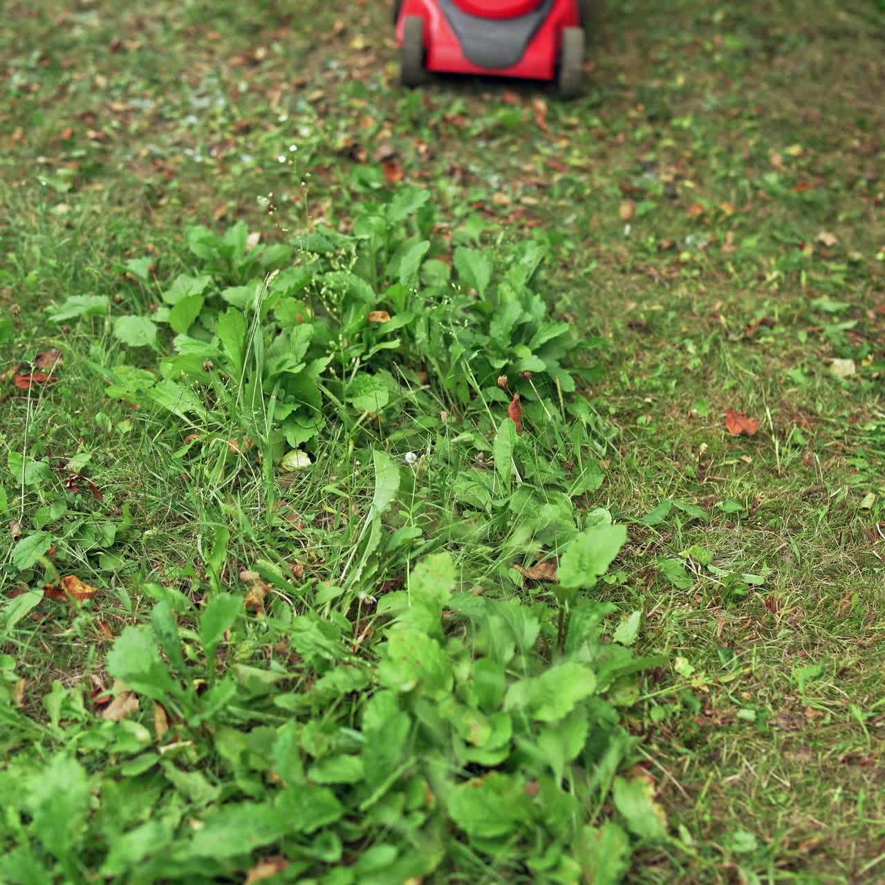 Red lawn mower. Electric machine cutting green grass in the garden. Close-up.