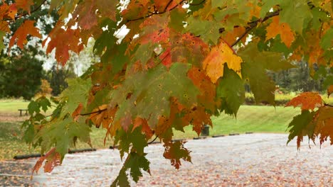 The-beautiful-fall-leaves-waving-in-the-breeze-on-a-fall-day