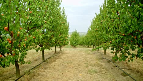 drone flying between the apricot trees with ripe fruits in the orchard