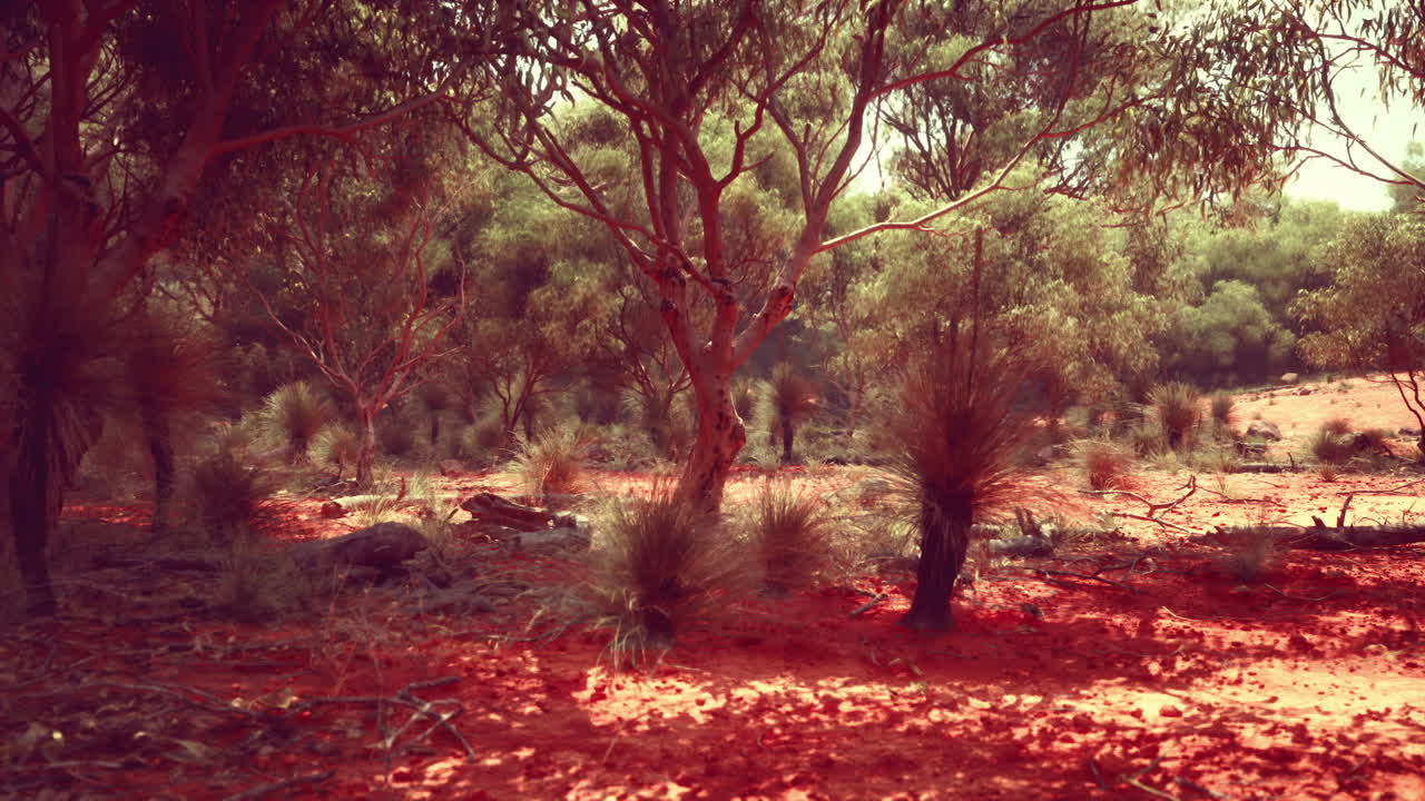 paisaje de matorrales de tierra roja