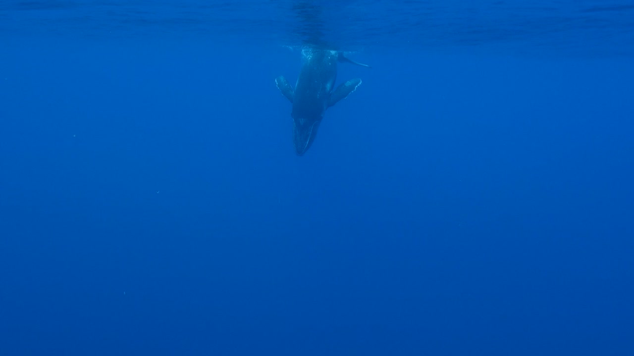 ballena jorobada joven - descensos en el agua azul clara y profunda del océano pacífico - toma en cámara lenta