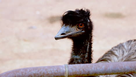 curious looking emu dromaius novaehollandiae stands next to gate, closeup